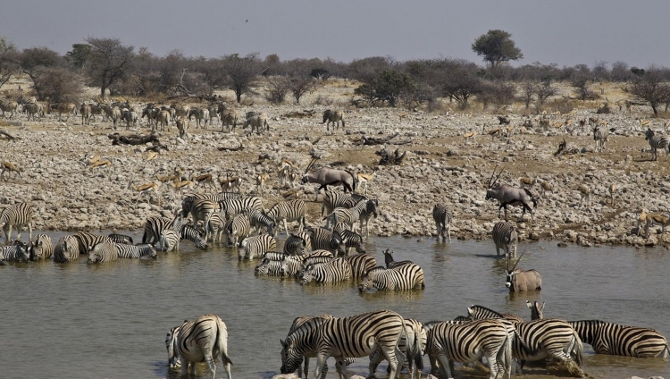 Ongava Lodge - Am Wasserloch in der Etoscha